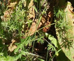 Geranium dissectum