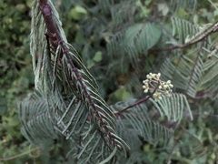 Calliandra houstoniana