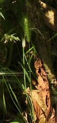Hordeum murinum leporinum