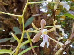 Epidendrum
