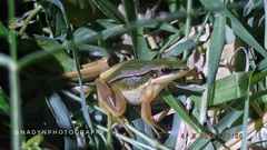 Hylarana erythraea