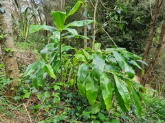 Hedychium gardnerianum