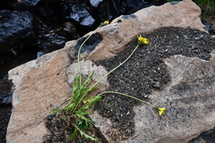 Taraxacum ceratophorum