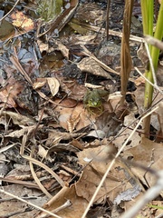 Lithobates