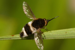 Bombyliinae
