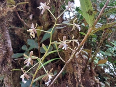 Epidendrum