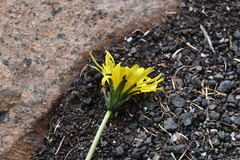 Taraxacum ceratophorum
