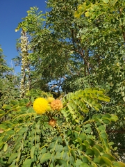Leucaena retusa