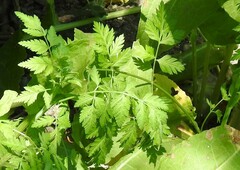 Anthriscus caucalis