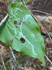 Marmara smilacisella