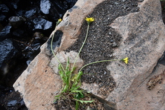 Taraxacum ceratophorum