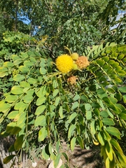 Leucaena retusa