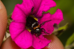 Acrolytta