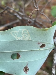 Marmara smilacisella
