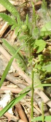 Papaver rhoeas