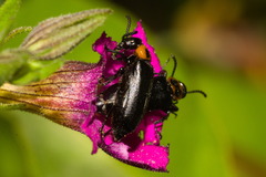 Acrolytta