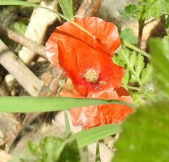 Papaver dubium