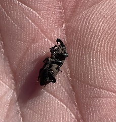 Sphenophorus coesifrons