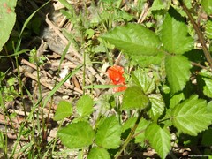 Papaver dubium