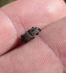 Sphenophorus coesifrons