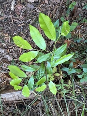 Aquilaria