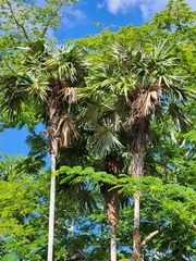 Coccothrinax