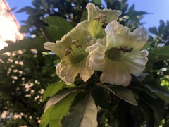 Parmentiera aculeata