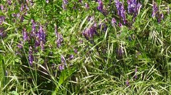 Vicia villosa
