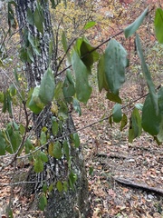 Sideroxylon lanuginosum