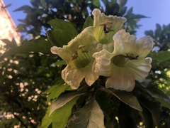 Parmentiera aculeata