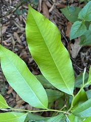 Aquilaria