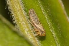 Agalliini