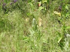 Vicia villosa