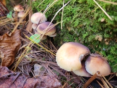 Hypholoma capnoides