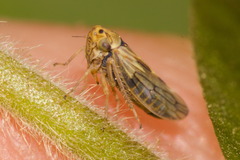 Agalliini