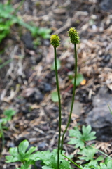 Ranunculus nivalis