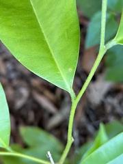 Aquilaria