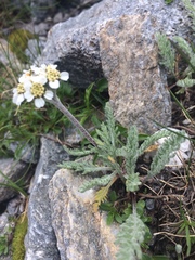 Achillea nana