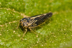 Agalliini