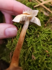 Hypholoma capnoides