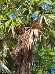 Coccothrinax