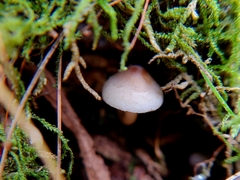 Hypholoma capnoides