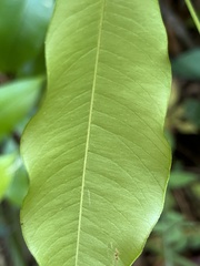 Aquilaria