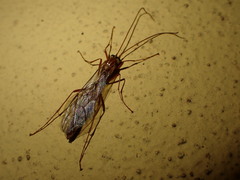 Ophion obscuratus