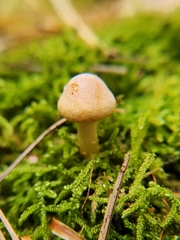 Hypholoma capnoides