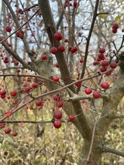 Malus baccata