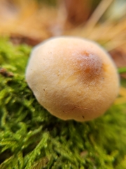 Hypholoma capnoides