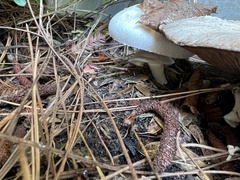 Agaricus deardorffensis