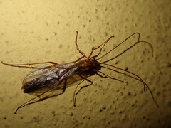 Ophion obscuratus