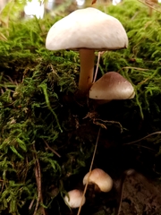Hypholoma capnoides